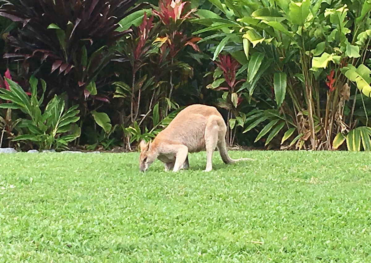 hamilton-island-wallaby-on-grass