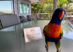lorikeet-visiting-kaylan-house