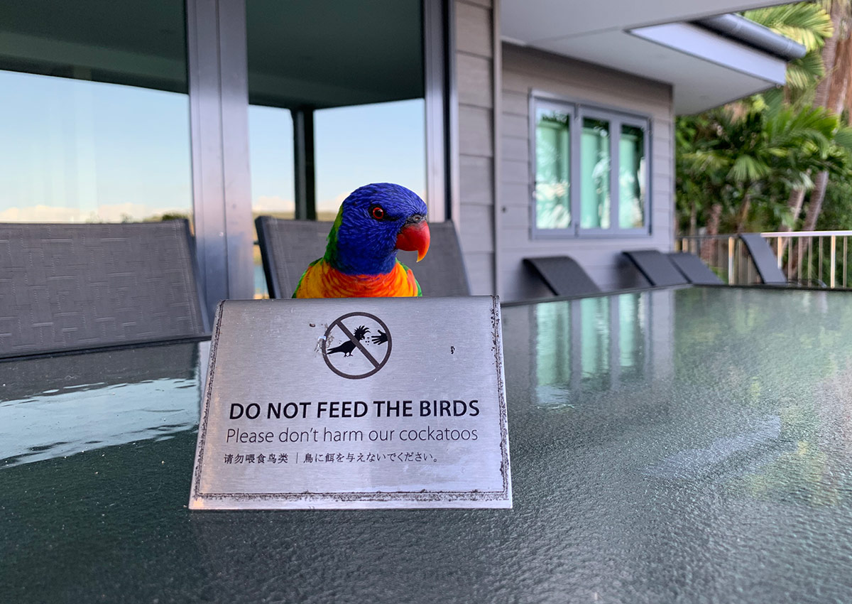lorikeet-with-dont-feed-the-birds-sign