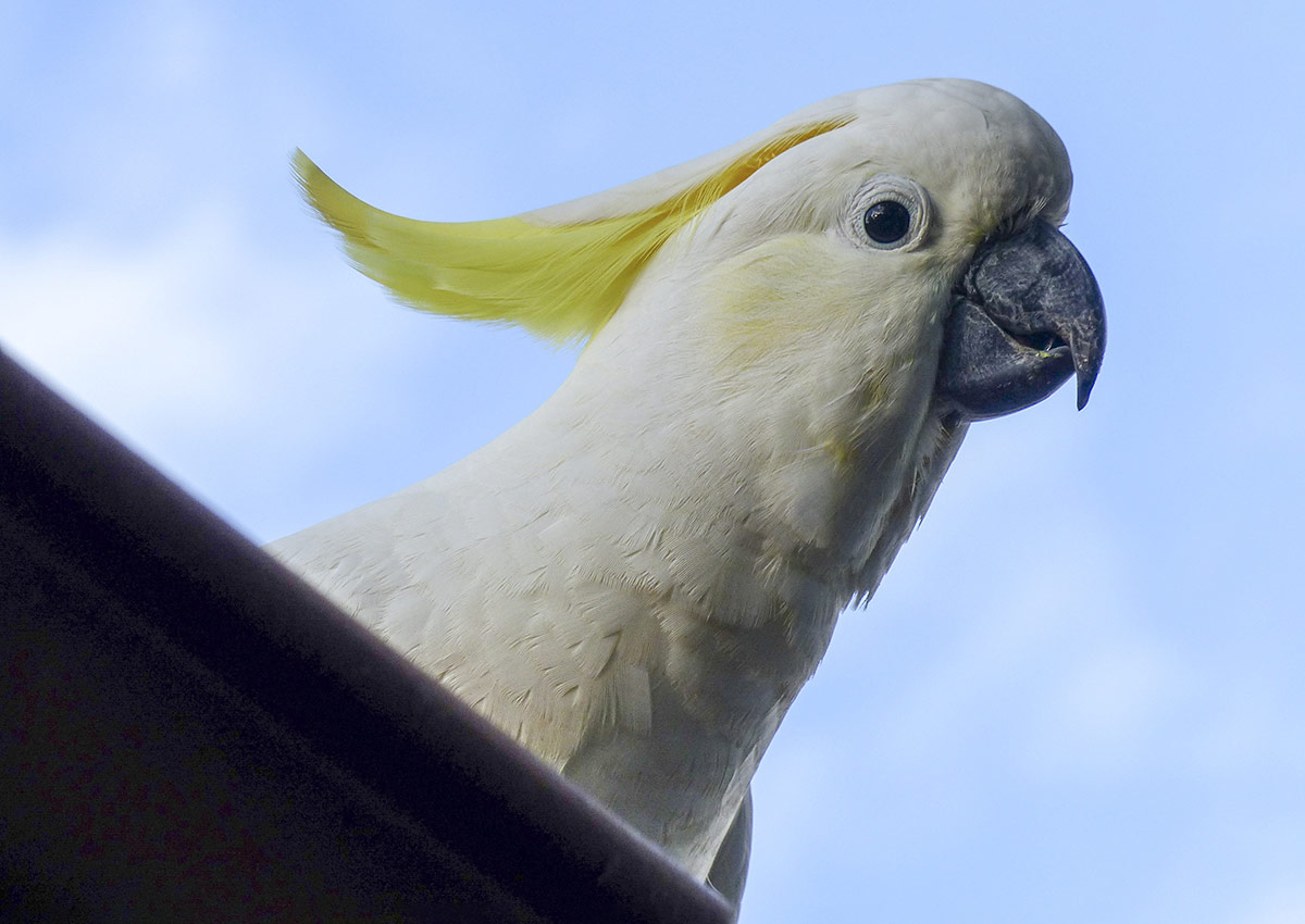 cute-cockatoo
